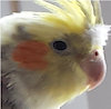 eponlindsey