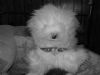 HenryK9