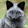 SilberWaldenFuchs