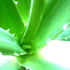 AloeVera