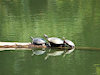 Turtleman