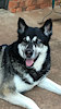 Hijinxhusky