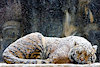 AmberedTiger