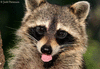 JackalRose
