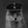 Wuestenfuchs