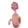 Plumbus