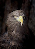 hawk22