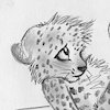 pumapard