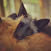 KuraiTheFoxkit