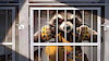 RocketCoon