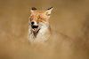 seanfoxx67
