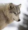 Wolfydreamer