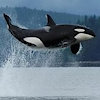 BlackfishBoy