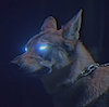 ScorchedFur