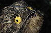 PervyPotoo