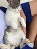GatoFofo