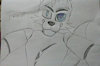 CallsignFrostFox