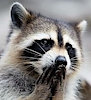 SilverRaccoon