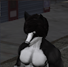 sexyhusky
