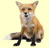 Foxfire64