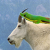 TheCreepingGecko
