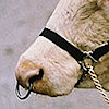 BeastMilk
