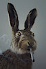 DevilBunny