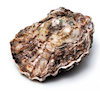 Oyster