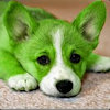 DrMadfox