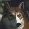 HuskyDog