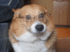 EinTheCorgi