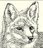 Pocketsthefox