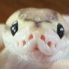 sushiterador