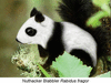 PandaFastpaws