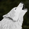 GrayWolf