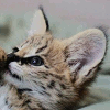 Kiarakitten