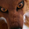 vulpinsnauz