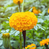 OrangeChrysanthemum