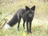 shadowfox0013