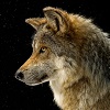 Wolf1994