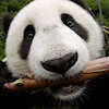 XaneThePanda
