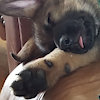 pupclaw