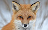 Lancethefox