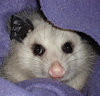 purplepossum