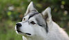RusherHusky