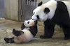 BigCoachPanda
