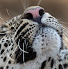 LeopardNose