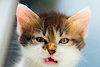 FearAgent12