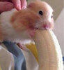 boristheanimalreborn