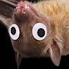 Scrufflesthewonderkin